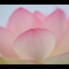 蓮10