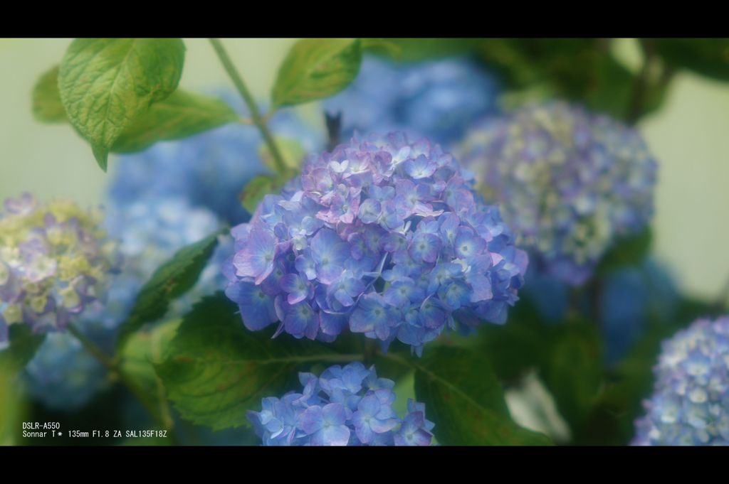紫陽花2