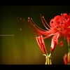 曼珠沙華7