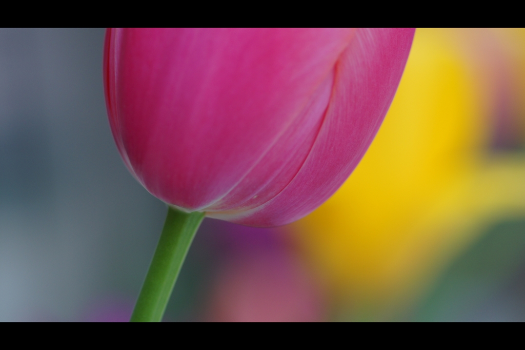 造花のような本物