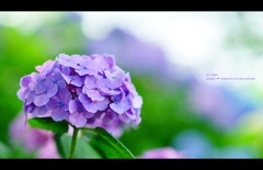 2013紫陽花20