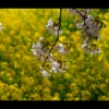 桜1