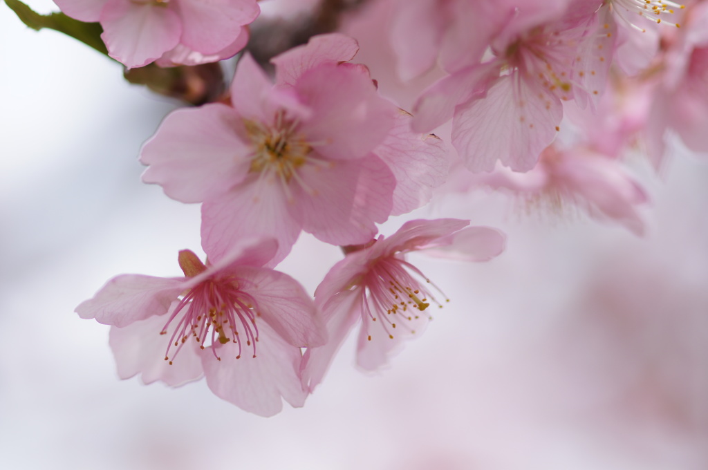 河津桜