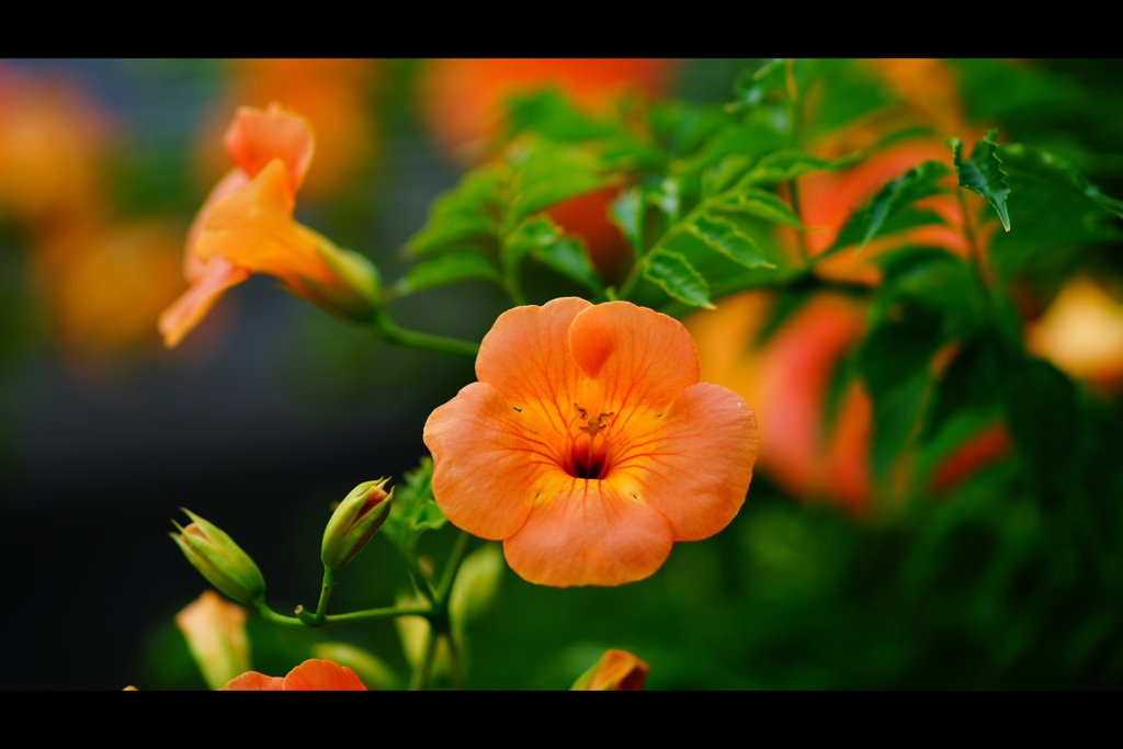 凌霄花