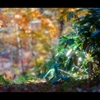 2024紅葉3