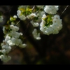 桜2