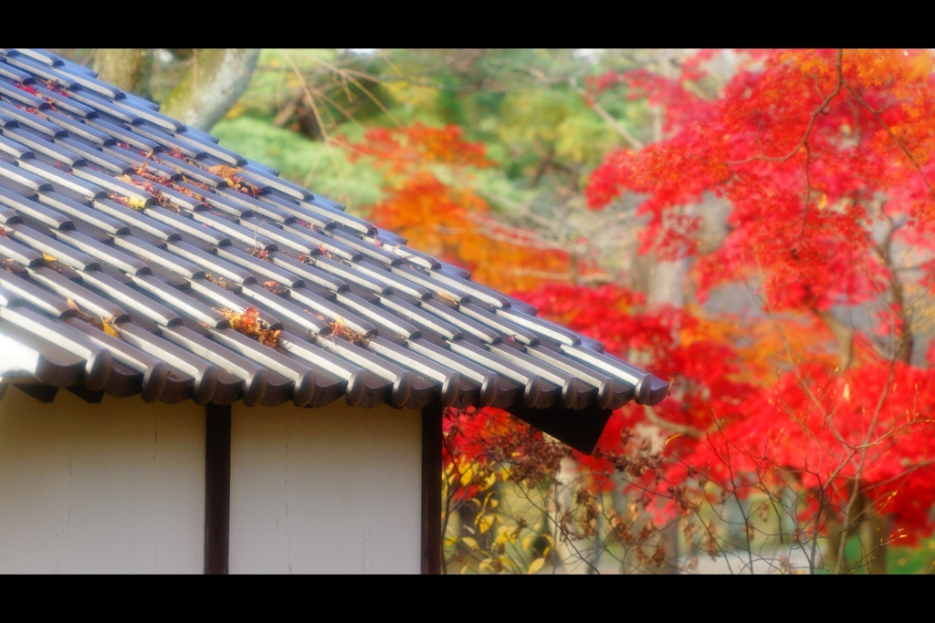 屋根と紅葉12