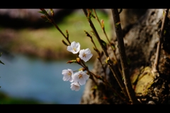 開花です。