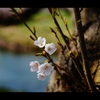 開花です。