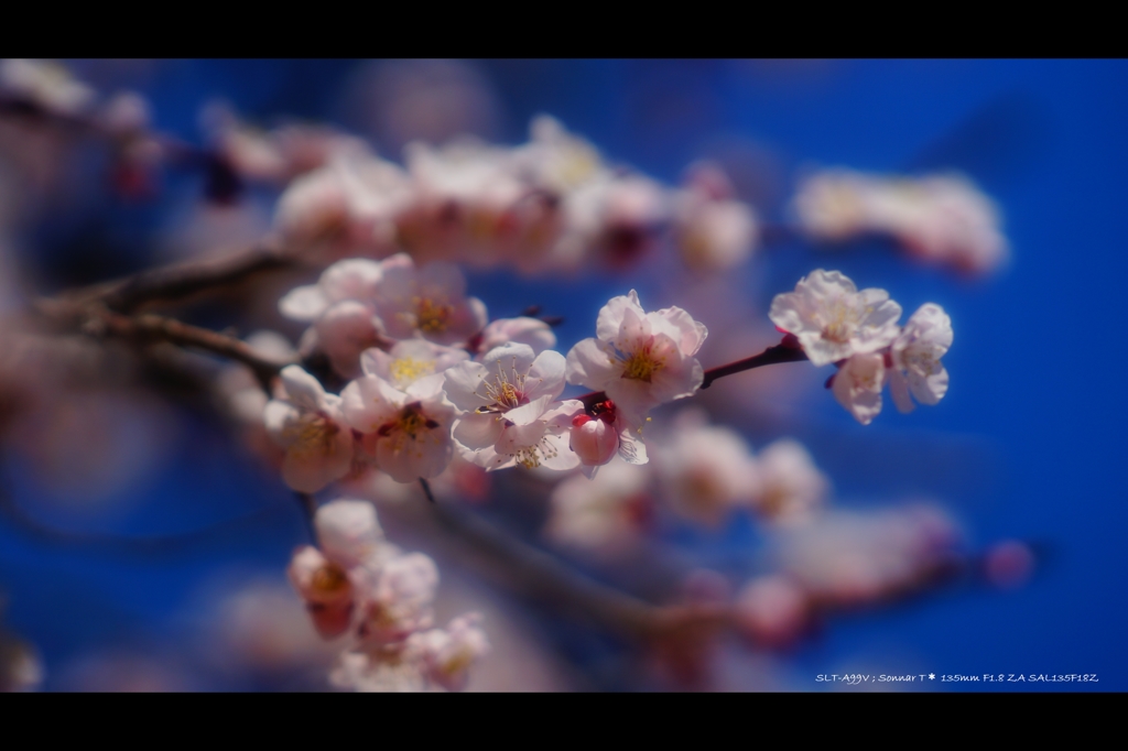 偕楽の華3