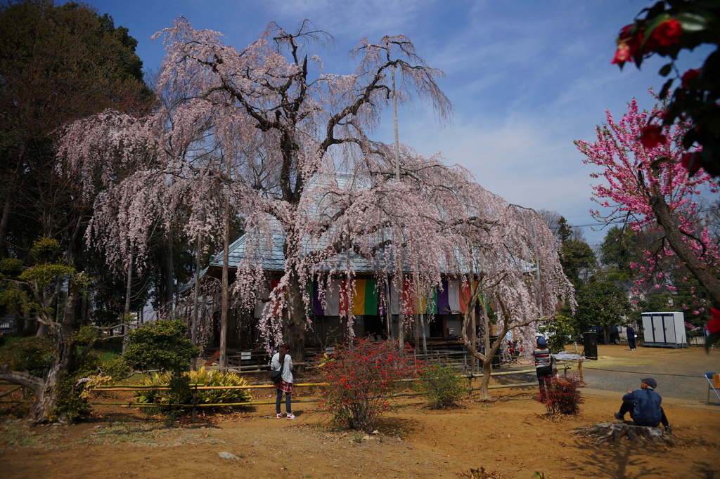 慈眼寺枝垂れ桜1