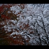 冬の彩5