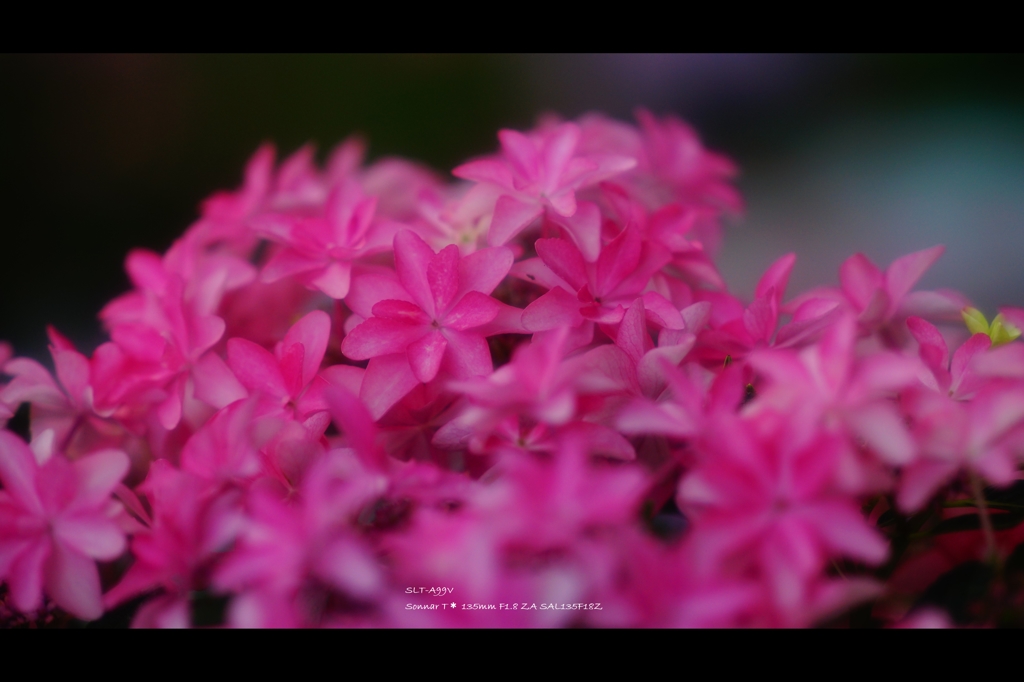 紫陽花10
