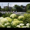 紫陽花18