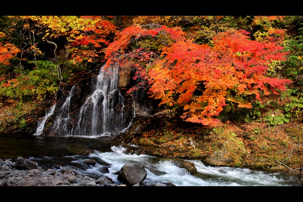 中野もみじ山5