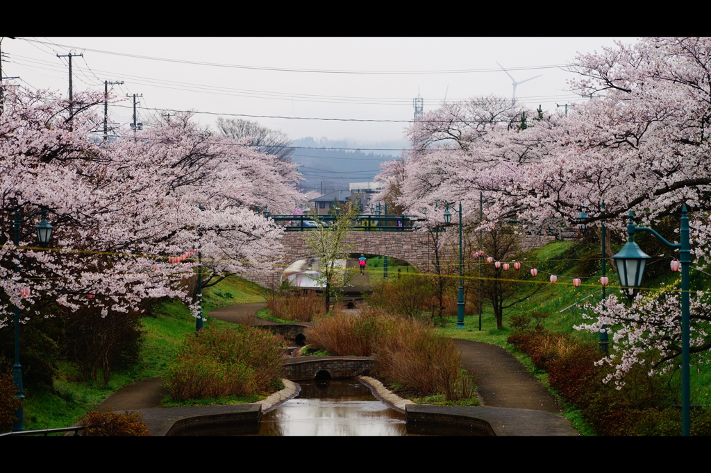 桜2015-6