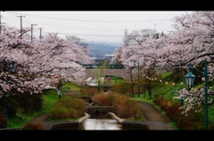 桜2015-6