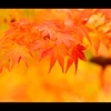 2014秋彩26
