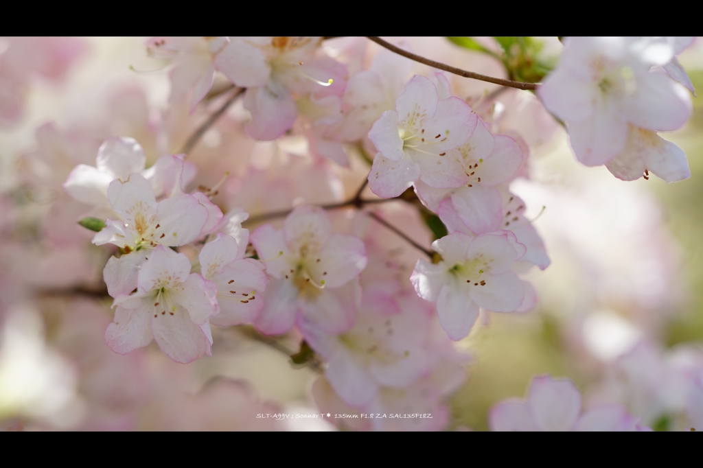 館林つつじが岡公園12