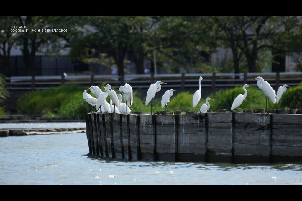 彼らの避暑地