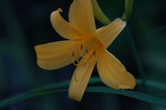 日光黄菅