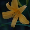日光黄菅