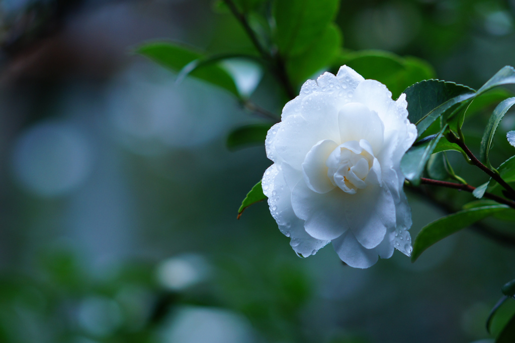 恋の花