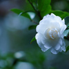 恋の花