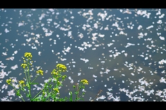 菜の花