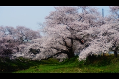 2018年4月（桜）