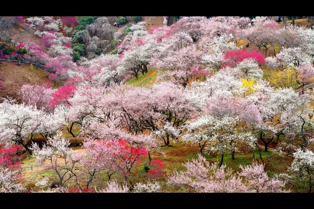 吉野梅郷（伐採前）4