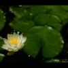 水蓮