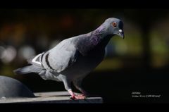 眼力（めぢから）