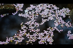 2016桜1
