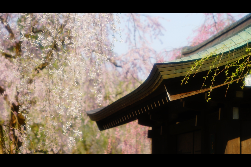 武家屋敷春の章8