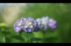 2013紫陽花4