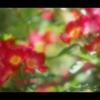 薔薇4