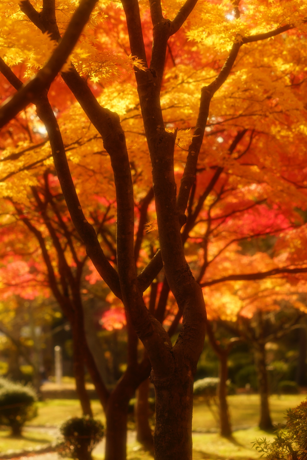 千秋公園5