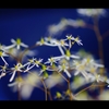 大文字草2