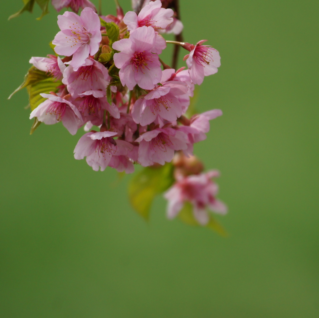 河津桜