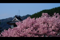 高遠城跡公園4