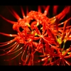 曼珠沙華5