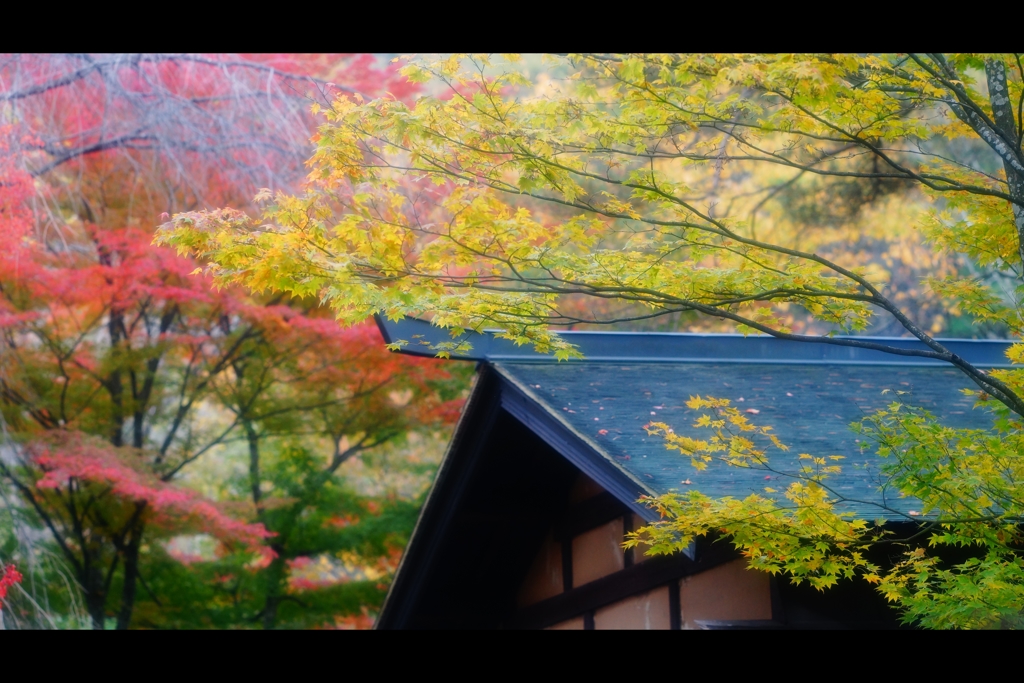 屋根と紅葉7