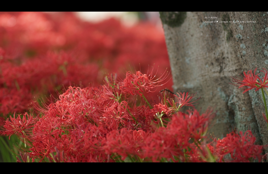 曼珠沙華Ⅴ