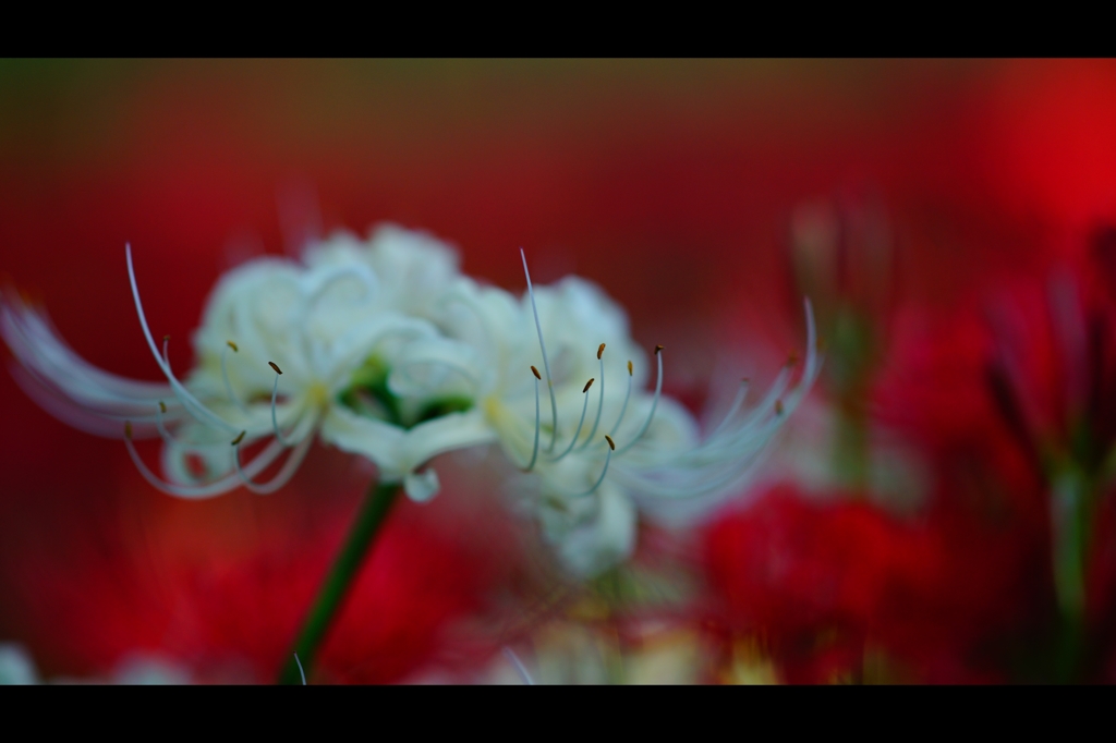 曼珠沙華6