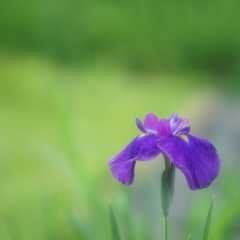2013花菖蒲8
