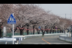 東坂戸団地の桜並木2