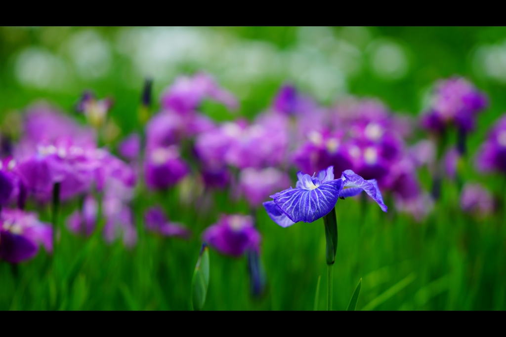 菖蒲3