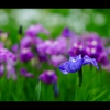 菖蒲3