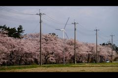 西目桜並木2